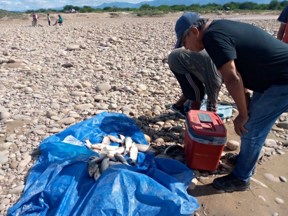 Prevén “voluminoso” grupo de sábalos en el Pilcomayo