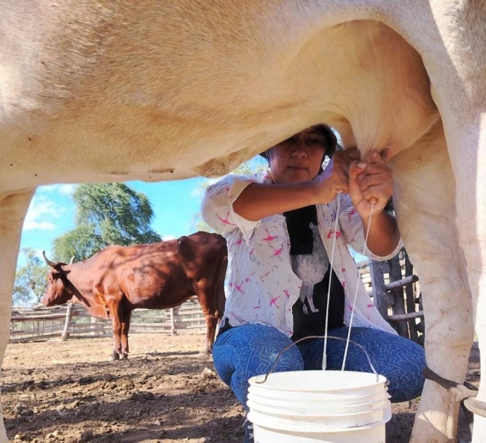 Yovana extrae leche para iniciar la elaboración de queso 