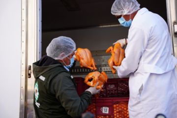 Incautan 1.380 pollos que eran trasladados a Perú