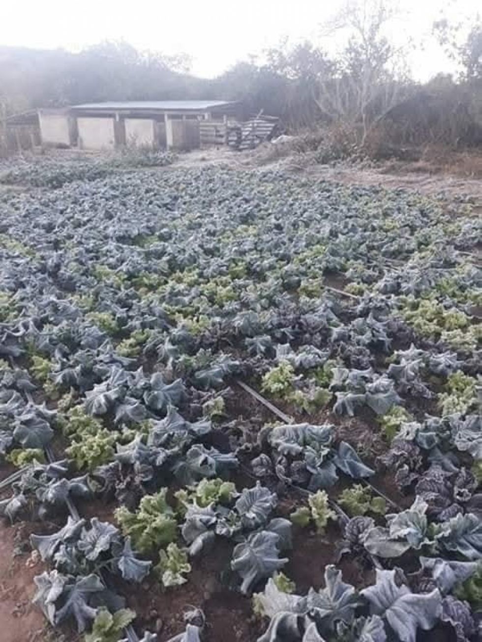 Primera helada del año en Tarija: Reportan pérdidas de hasta el 80% en cultivos