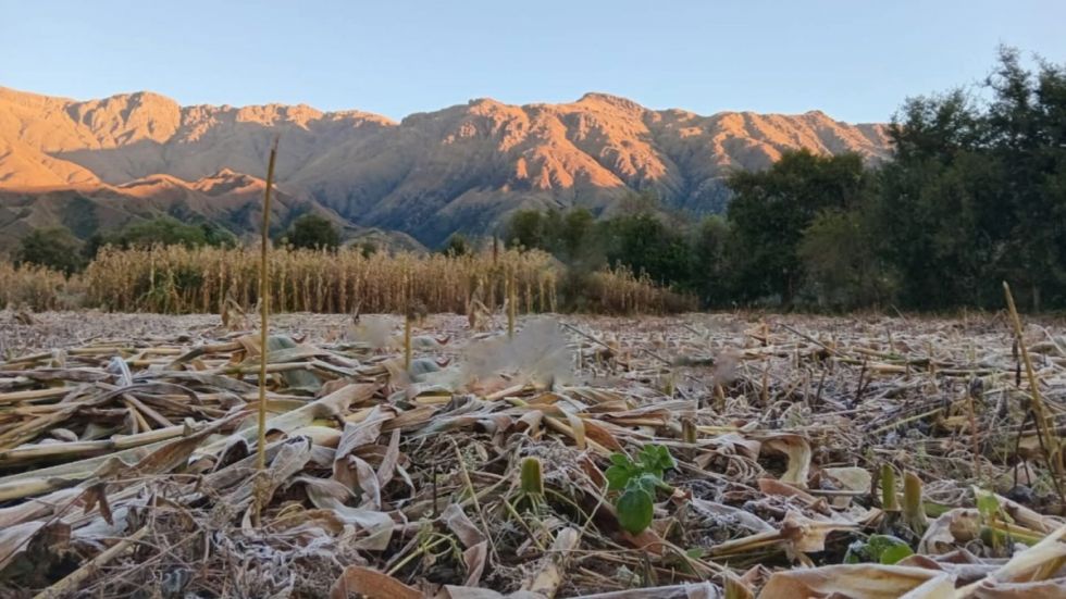 Reportan pérdidas agrícolas con la primera helada en Tarija