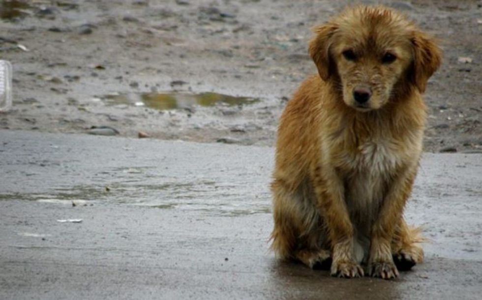 Sancionan a 13 personas por dejar a sus perros en la calle durante las noches frías en Tarija