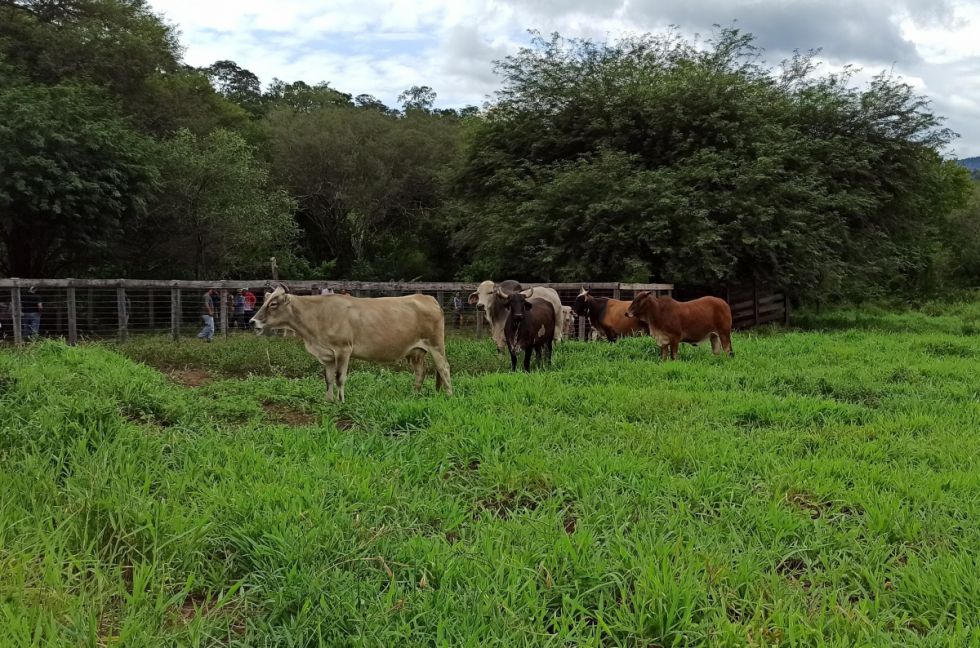 Advierten un posible desabastecimiento de carne