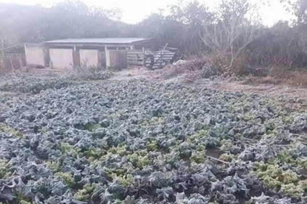 Campesinos dicen que heladas afectaron los cultivos