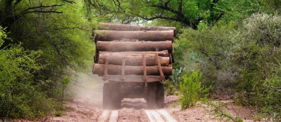 Advierten la tala ilegal de Palo Santo en el Chaco