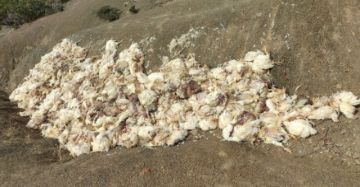 Toneladas de pollo y frutas se descomponen en bloqueos
