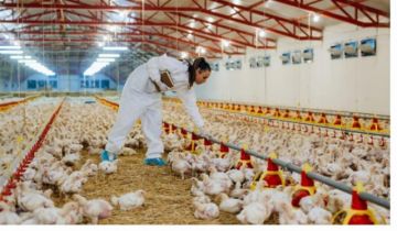 Brasil anuncia que erradicó brote de gripe aviar