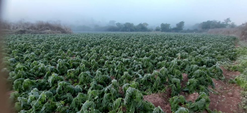 Heladas afectaron cultivos a punto de cosechar