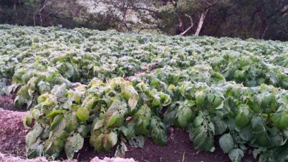 Heladas dañan el 60% de cultivos en Yunchará 