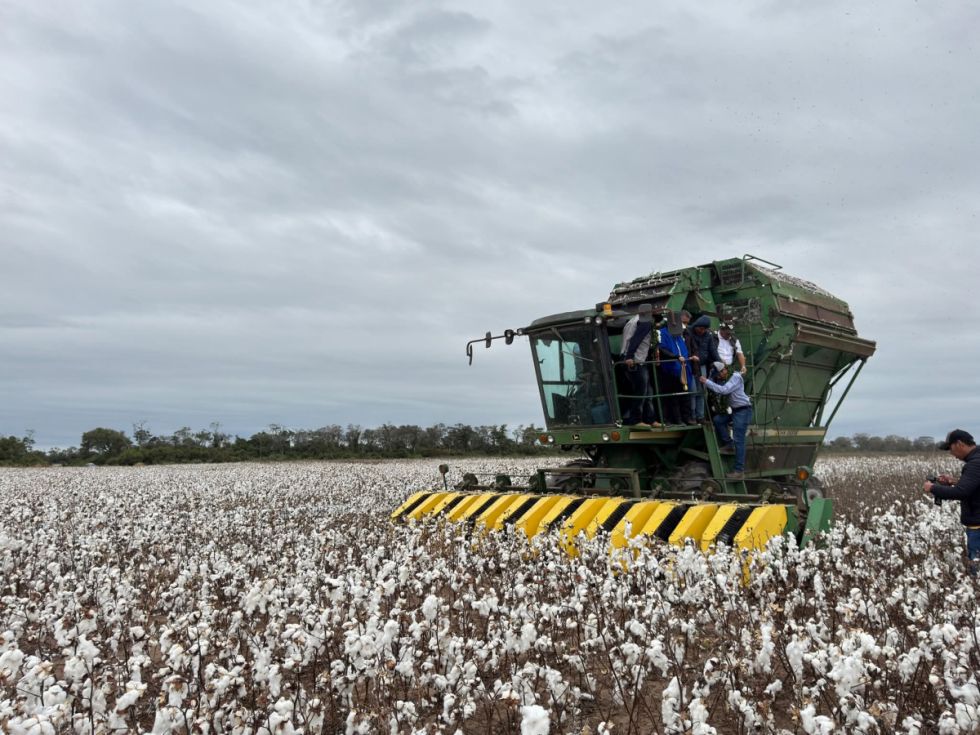 En Bolivia inicia la cosecha de algodón