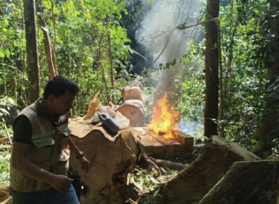 Intervienen desmontes ilegales en Pando