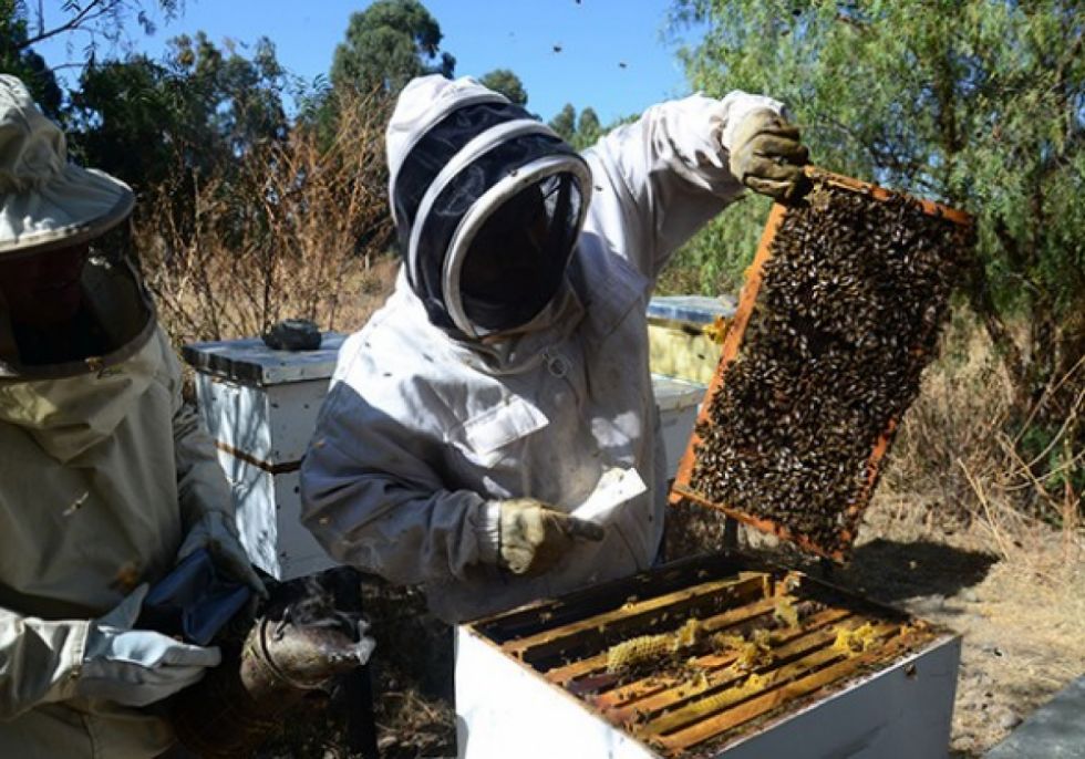 Apicultores del Chaco exigen a EBA el pago de su deuda 