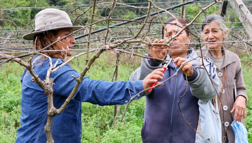 Viticultores de Caraparí se capacitan en poda 