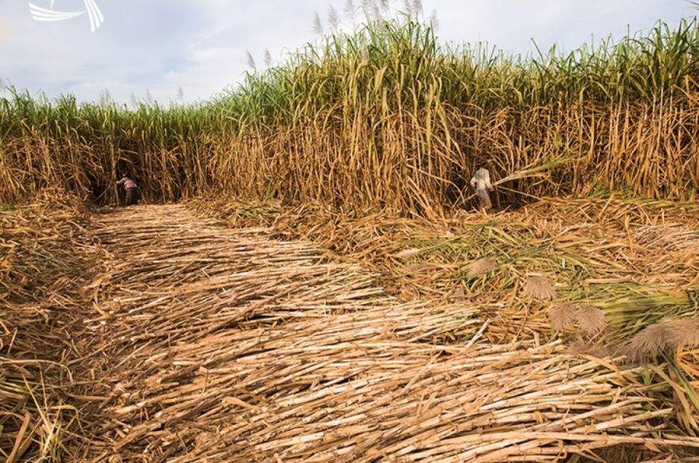Bermejo: Ultiman detalles para la zafra, prevén producir 30% más