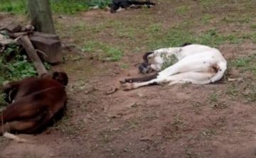 Enfermedad bacteriana preocupa a ganaderos del Chaco 