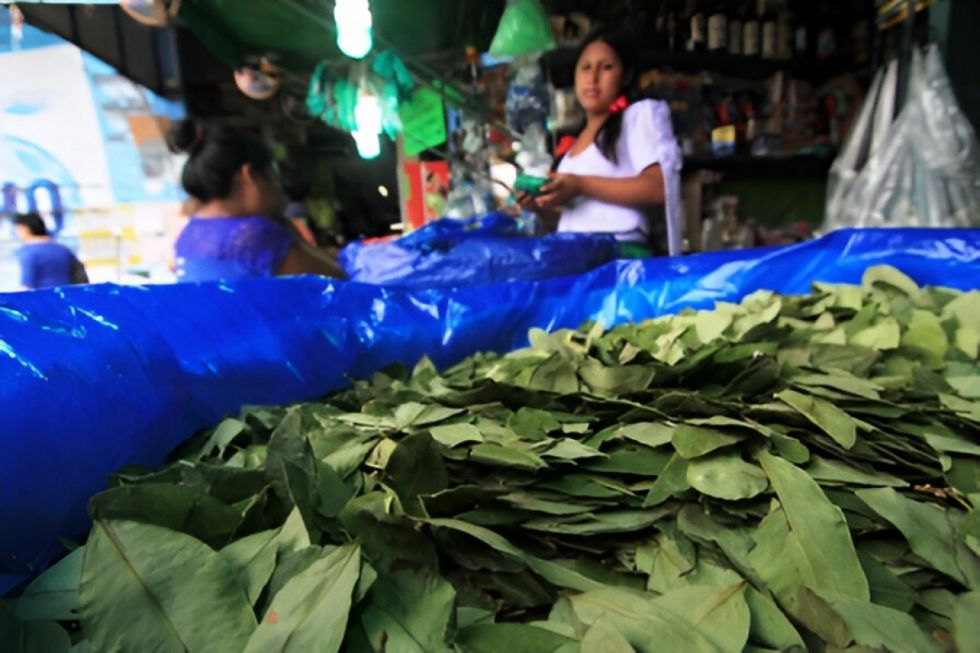 El precio de la coca se dispara, lo atribuyen a la falta de diésel