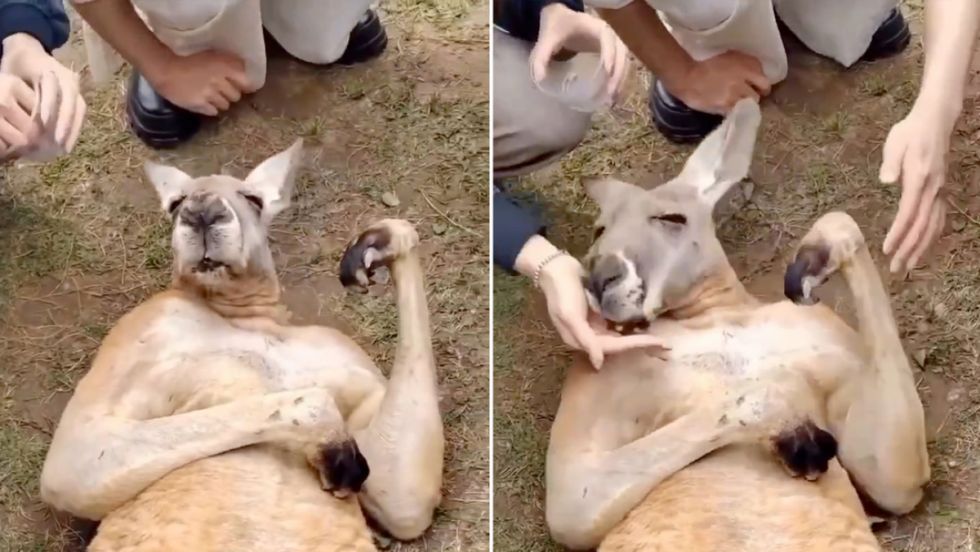 VIDEO: Un canguro finge un desmayo para embaucar a los turistas