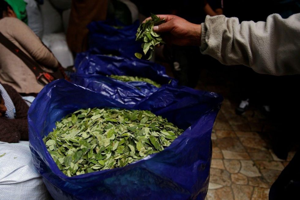 Los comerciantes de hoja de coca rechazan la entrega de nuevas licencias