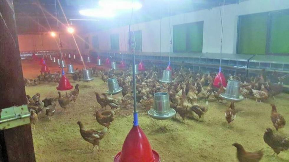 Precios del pollo y huevo registran “una variación”