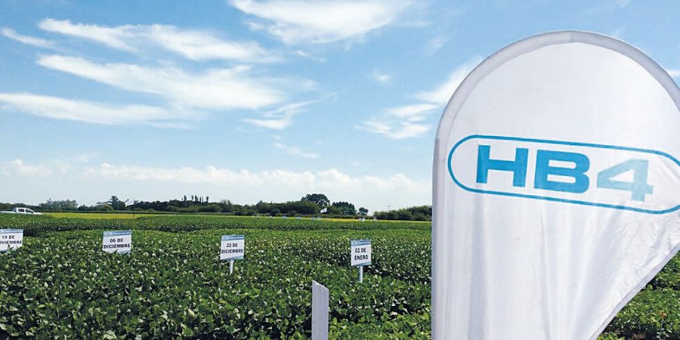Soya HB4, la biotecnología  que está en etapa de prueba