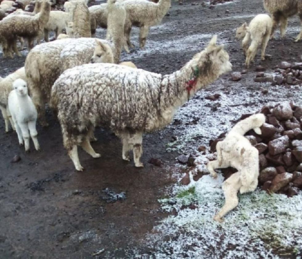 Nevada en Cocapata deja 600 camélidos muertos y 672 familias afectadas