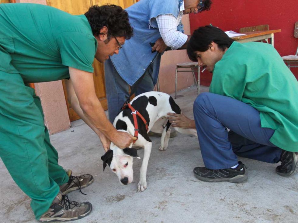 Tarija: En octubre prevén realizar la vacunación contra la rabia canina 