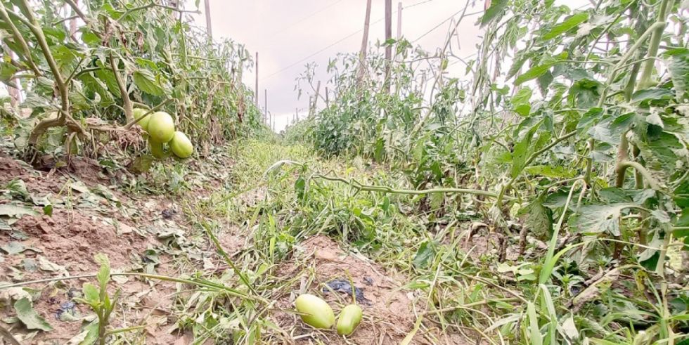 Los viticultores gestionarán un fideicomiso para el agro 