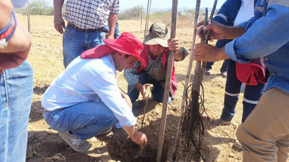 La Alcaldía inicia plantación de nogales en Santa Ana 