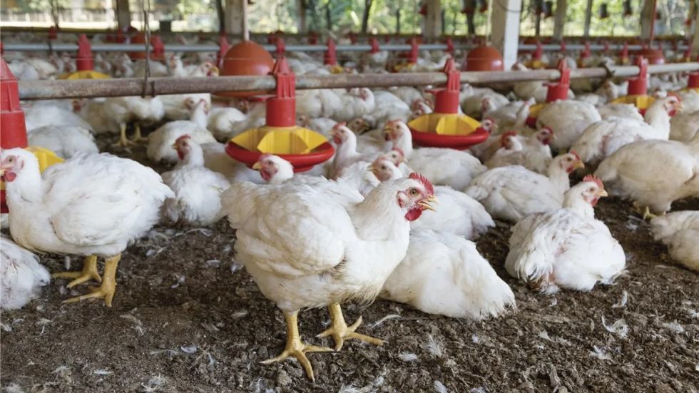 Alza del maíz amenaza con encarecer el precio del pollo en Tarija