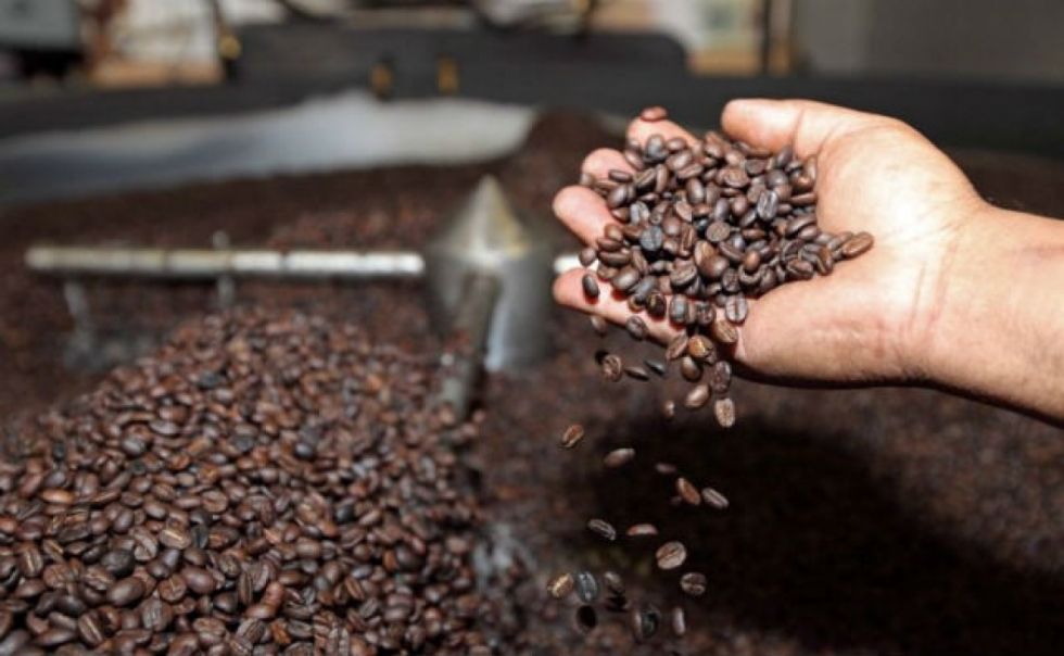 Destacan la excelencia del café boliviano