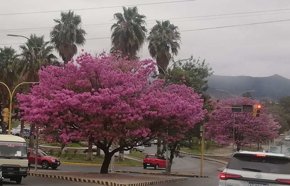 Lapachos 