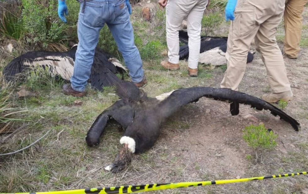 Mueren cuatro cóndores en Morochata, sospechan que comieron carne envenenada