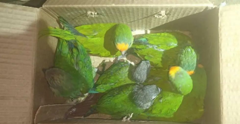 Empacaron 28 loritos como encomienda, los rescataron en Oruro 