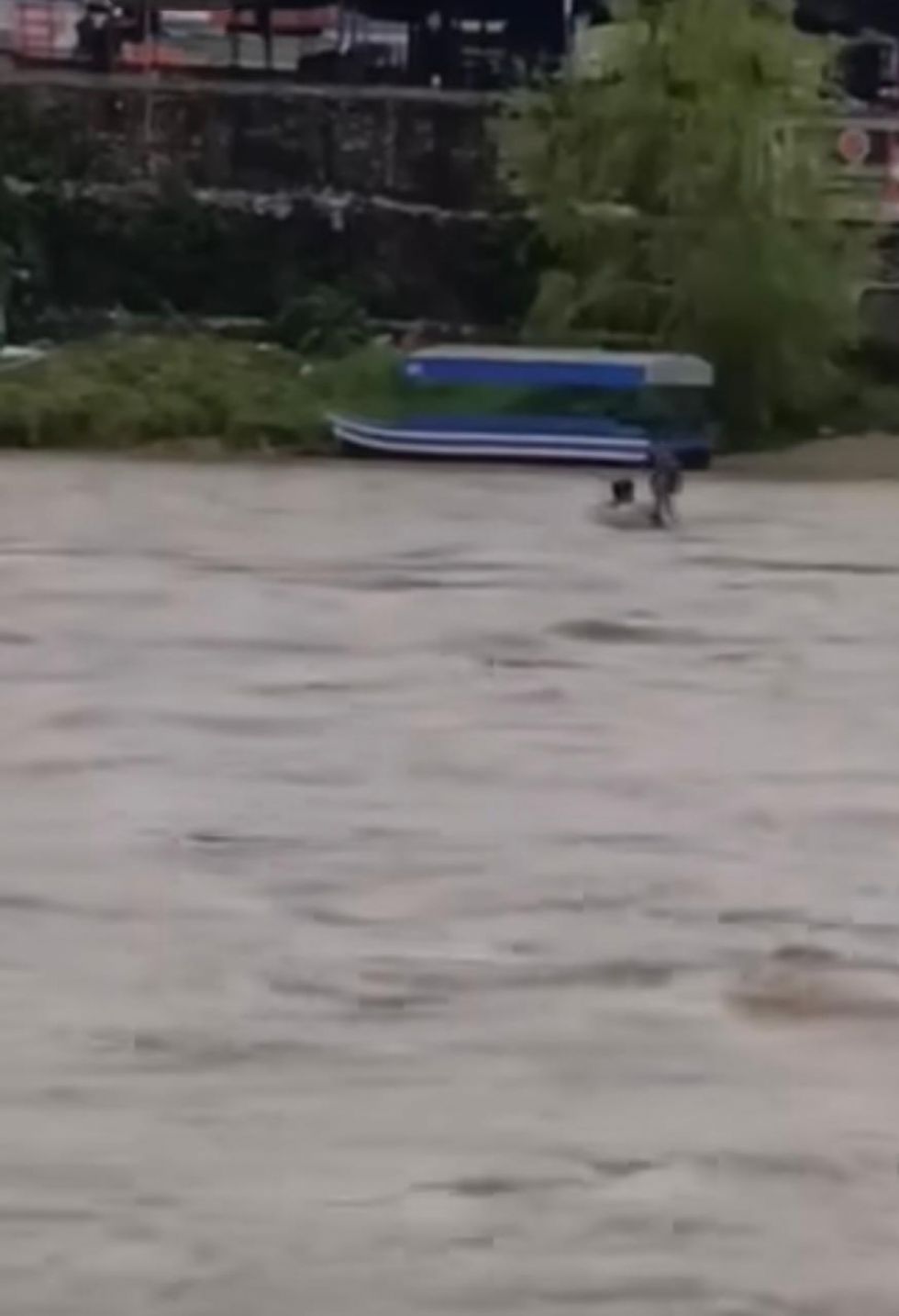 Riesgo en jornada electoral: ciudadano desafía el caudal del Bermejo (video)
