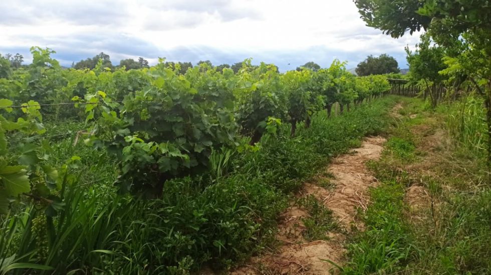 Cambio climático pone en riesgo  1,5 millones de toneladas de uva en Tarija