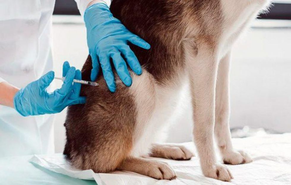 Zoonosis aplicará 80 mil dosis en campaña de vacunación canina