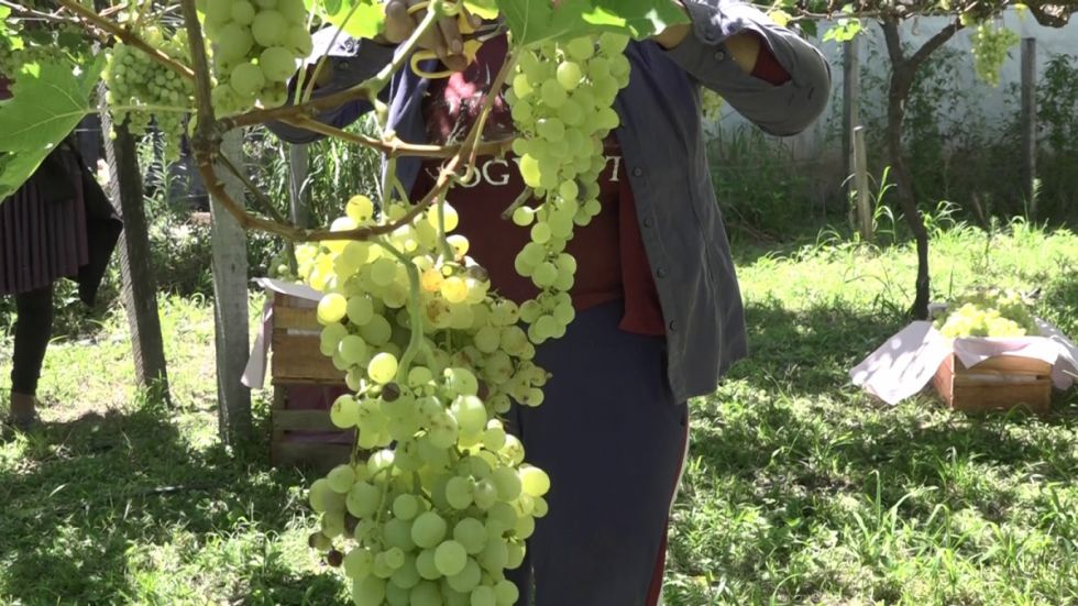 Vitícolas de Yacuiba se alistan para la Vendimia 