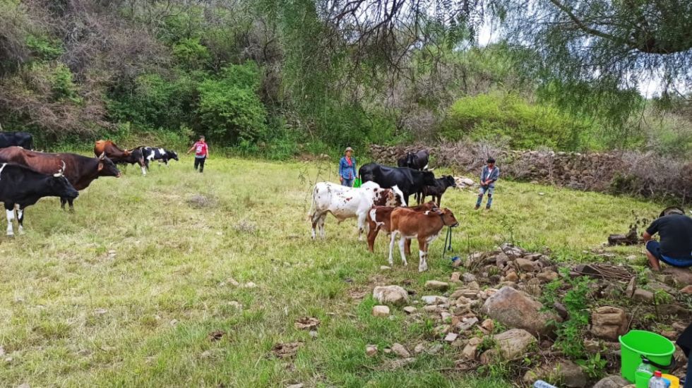 El empleo agropecuario en América  Latina se mantiene muy informal