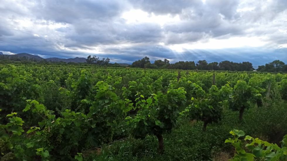 Concejo acelera la ley para  proteger el paisaje vitivinícola de Tarija