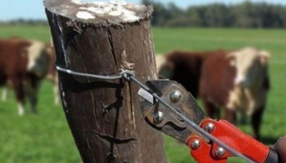 Sospechan abigeato: Retienen camión con ganado