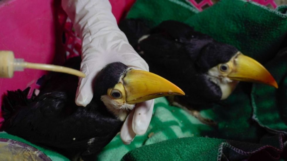 Rescatan aves silvestres que  fueron trasladas desde Tarija
