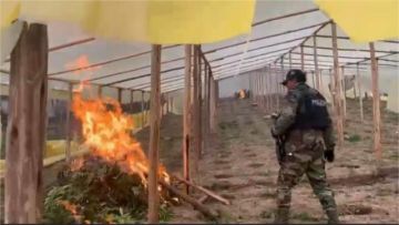 FELCN y Fiscalía destruyen 20 viveros de marihuana 