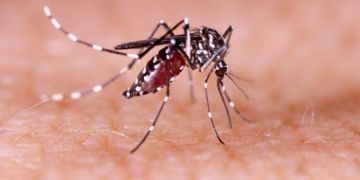 Tarija tiene alta probabilidad de un brote epidémico de dengue