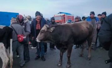 Senador Condori vende un toro a Bs10.500 para pagar su gira en procura de bajar salarios parlamentarios