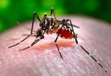 Alerta roja en Santa Cruz por epidemia de chikungunya