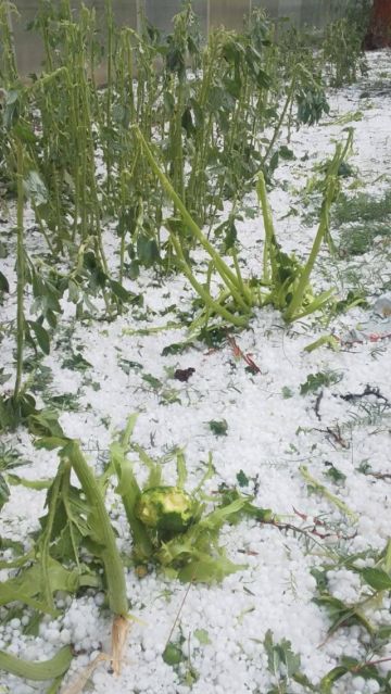 Piden declarar desastre natural en Yunchará por afectación a productores