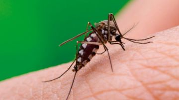 Cercado confirma tres casos de chikungunya y uno de dengue; activan fumigaciones