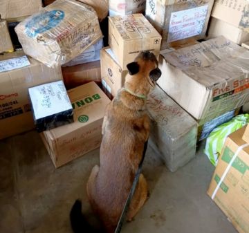 “Milán” detectó cinco paquetes de marihuana en una encomienda 