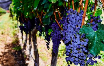 Alta demanda supera la oferta de uva en Tarija 