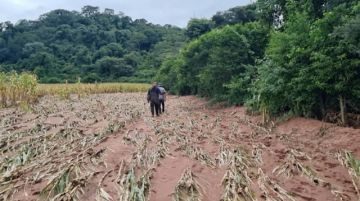 Entre Ríos: Lluvias dejan pérdidas  agrícolas y caminos cortados 